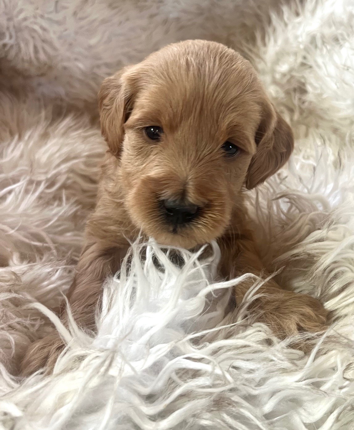BWAC Puppy1.jpg